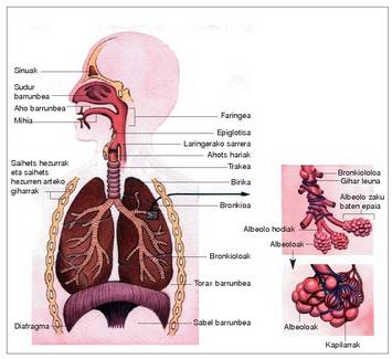 1. Irudia: Gizakiaren arnas aparatua, gas trukea gertatzen den bukaerako parteen xehetasunak ageri dituena.<br><br>324
